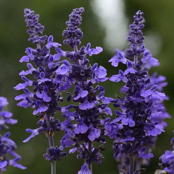 Salvia Mysty