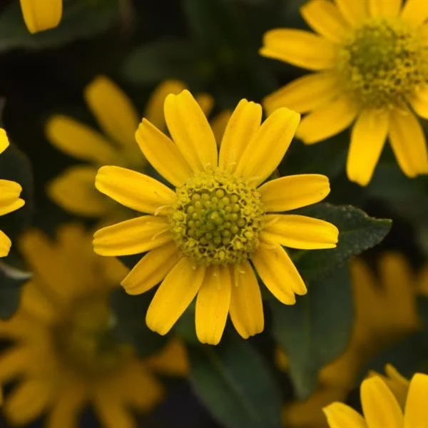 Sanvitalia Tsavo Compact Yellow
