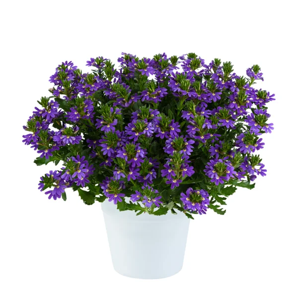 Scaevola Indigo Touch