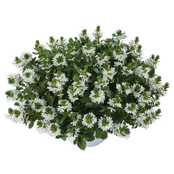 Scaevola White Touch